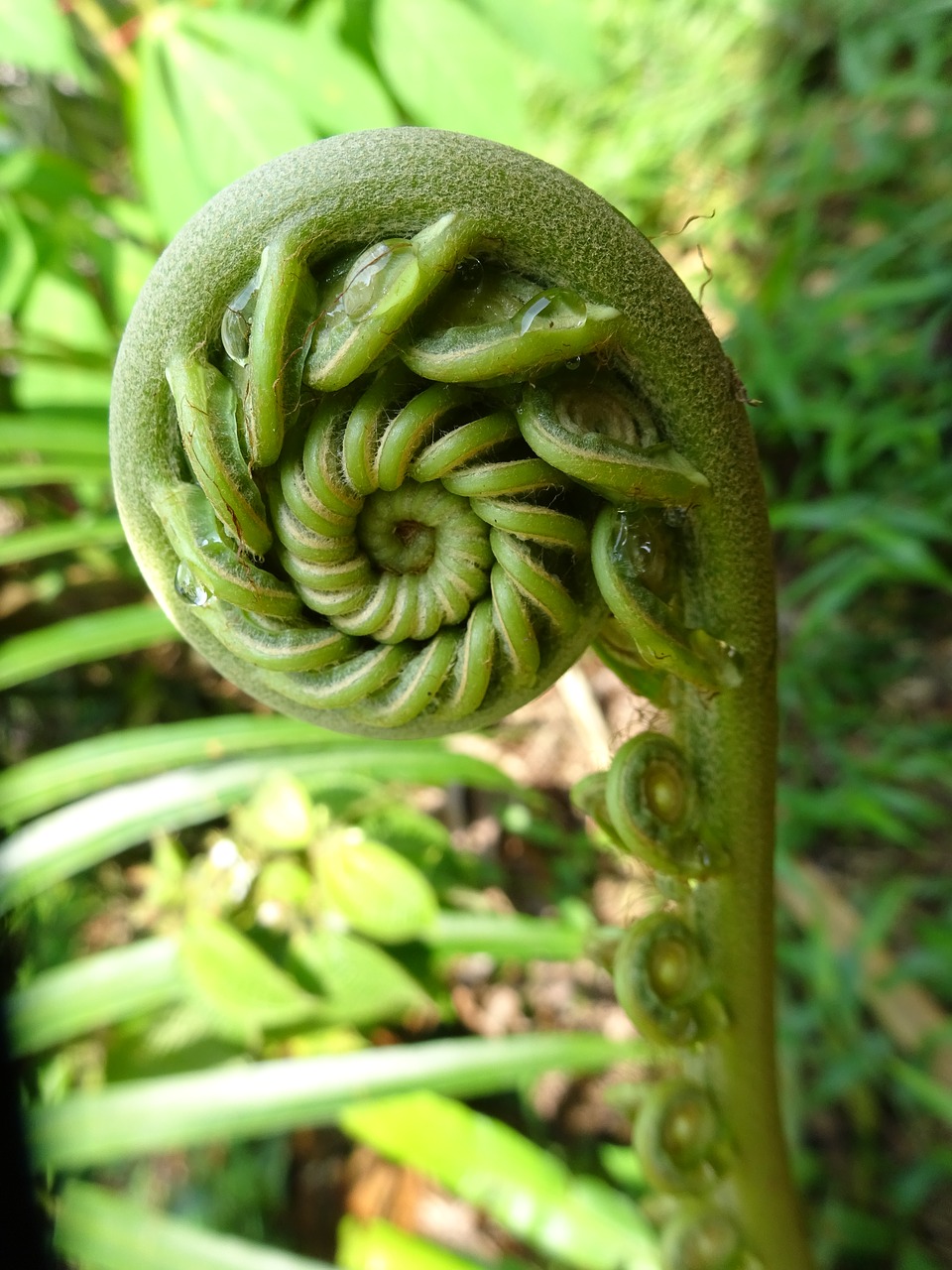 Image - plant fern baduy green