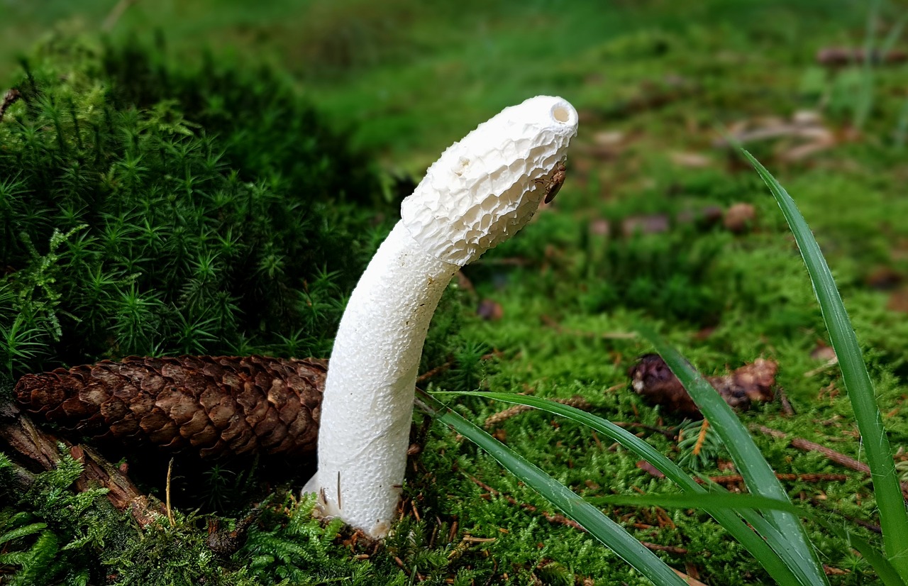 Image - mushroom stinkmorchel morel