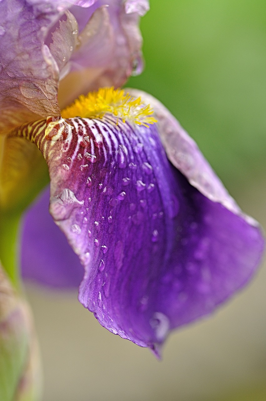 Image - iris rain blossom bloom