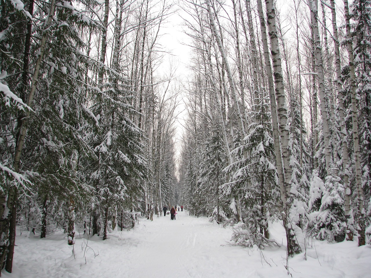 Image - winter forest trail walking