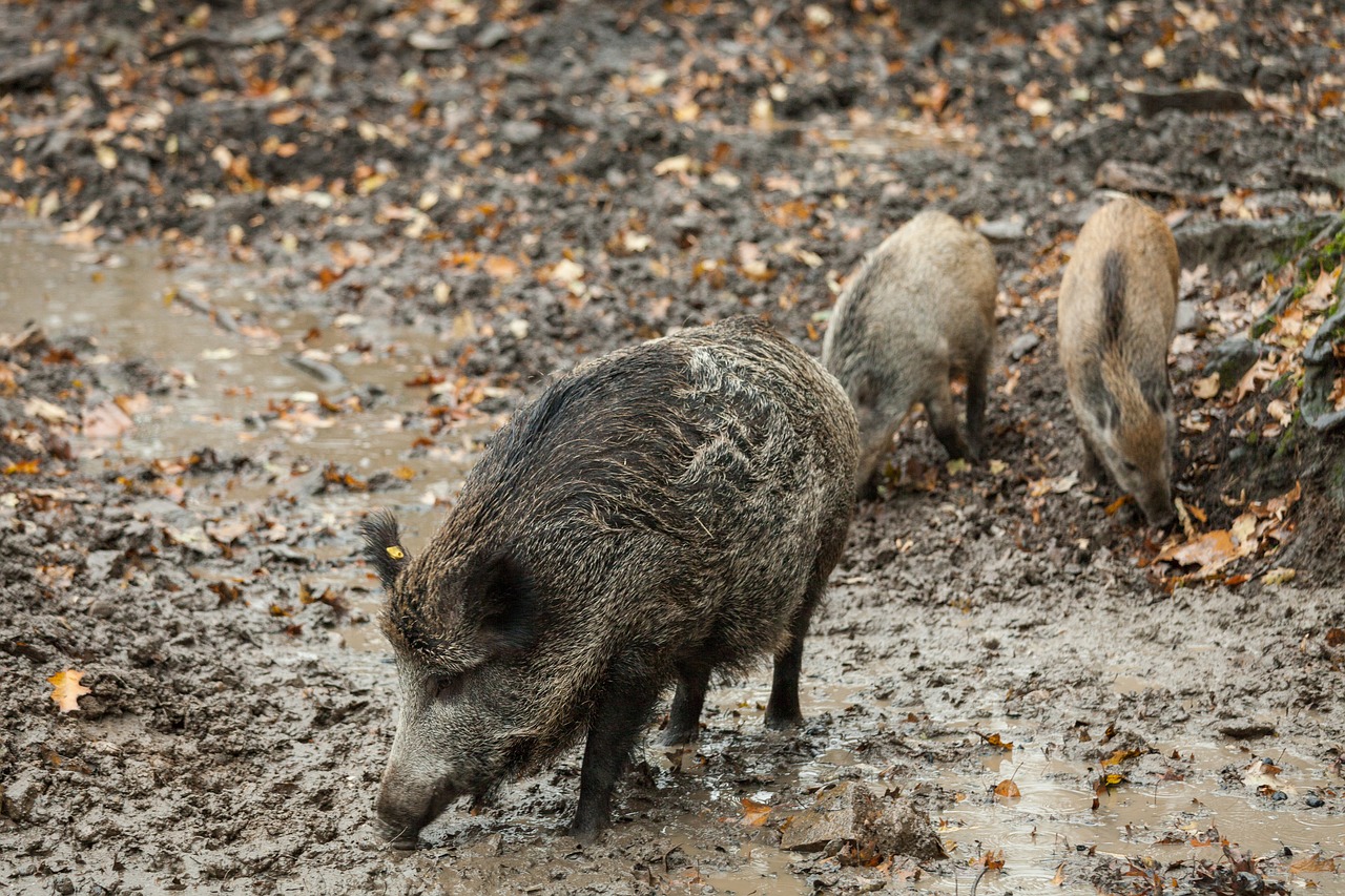 Image - boar autumn rooting mammal nature