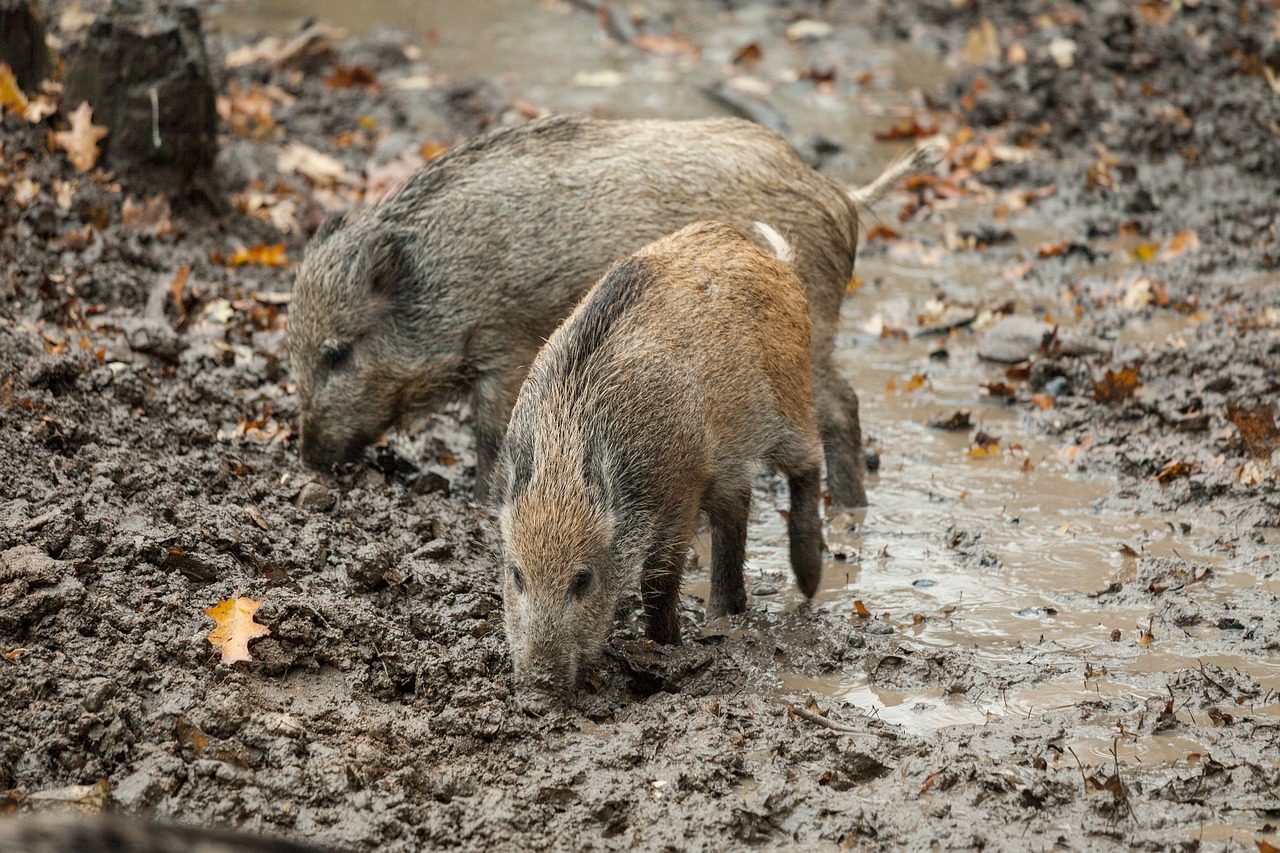 Image - boar autumn rooting mammal nature