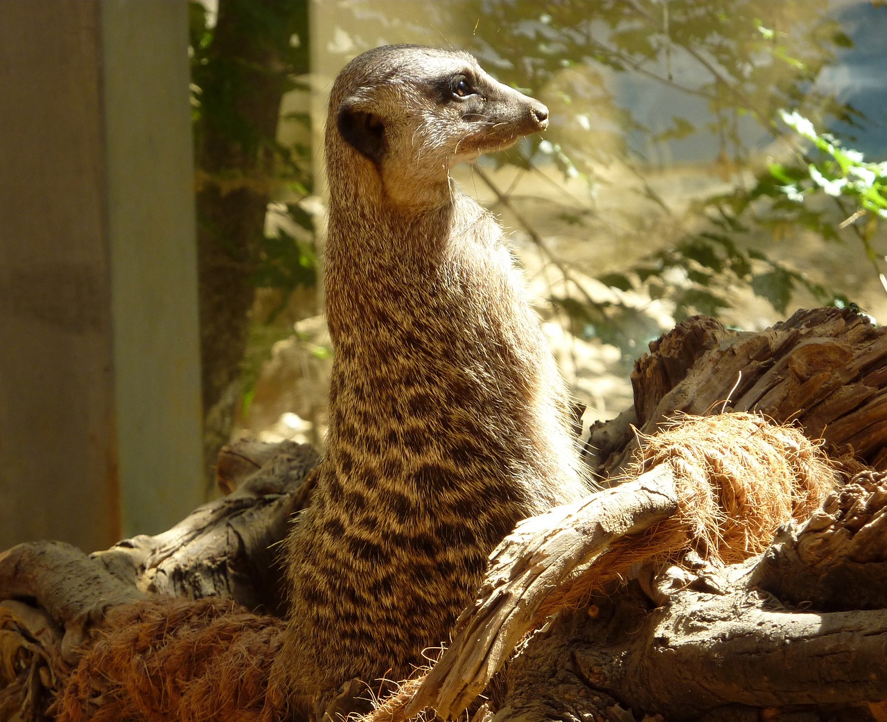 Image - meerkat mongoose guard supervisor