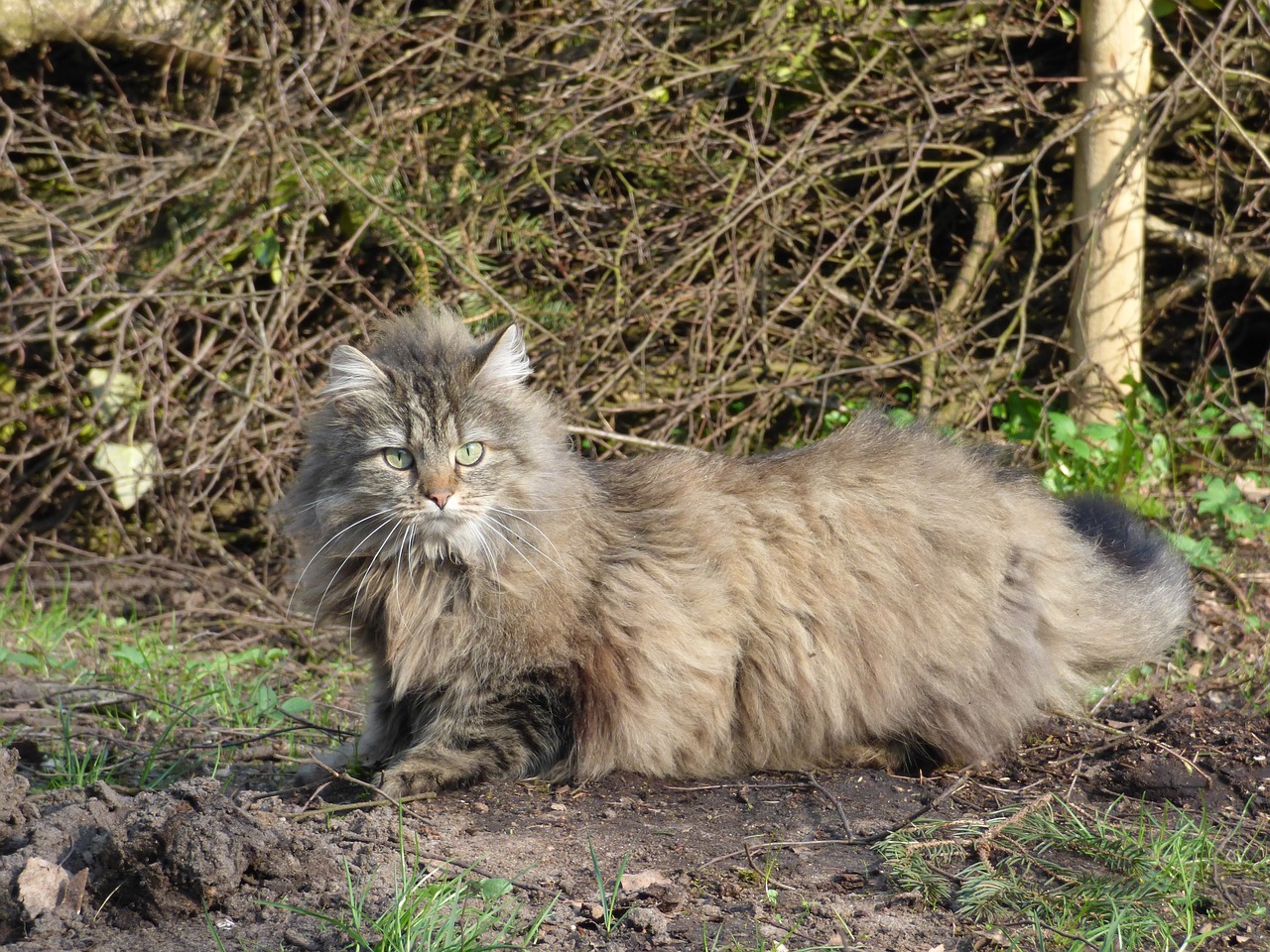 Image - norwegian forest cat long haired cat