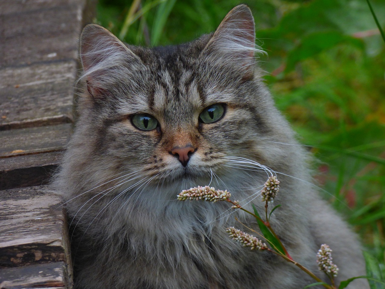 Image - norwegian forest cat cat flowers