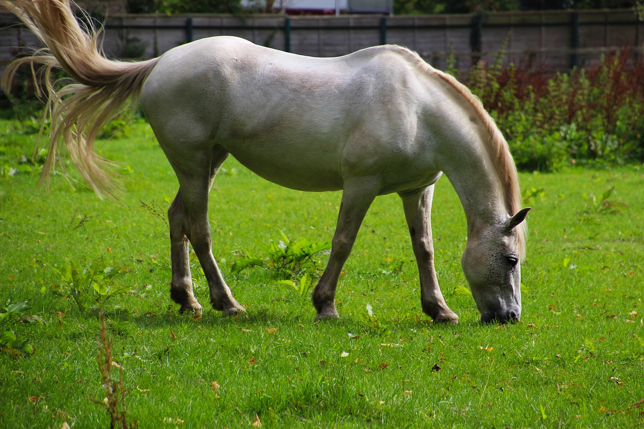 Image - horse animal field green nature