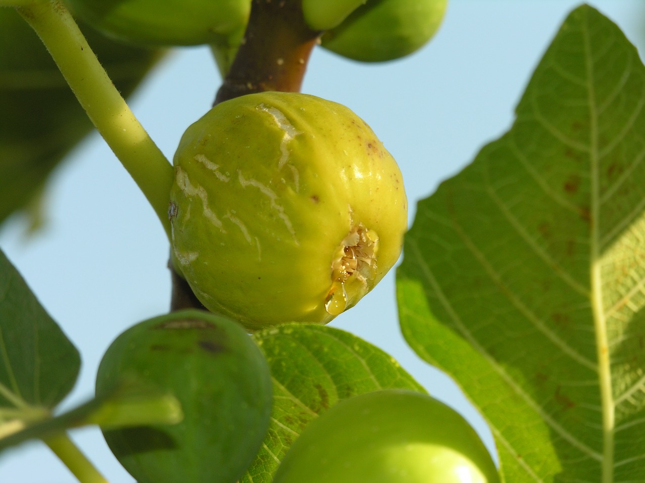 Image - fig fruit tree eat mediterranean