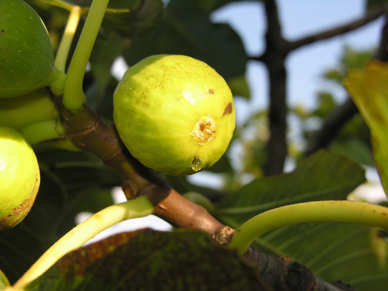 Image - fig fruit sweet tree plant