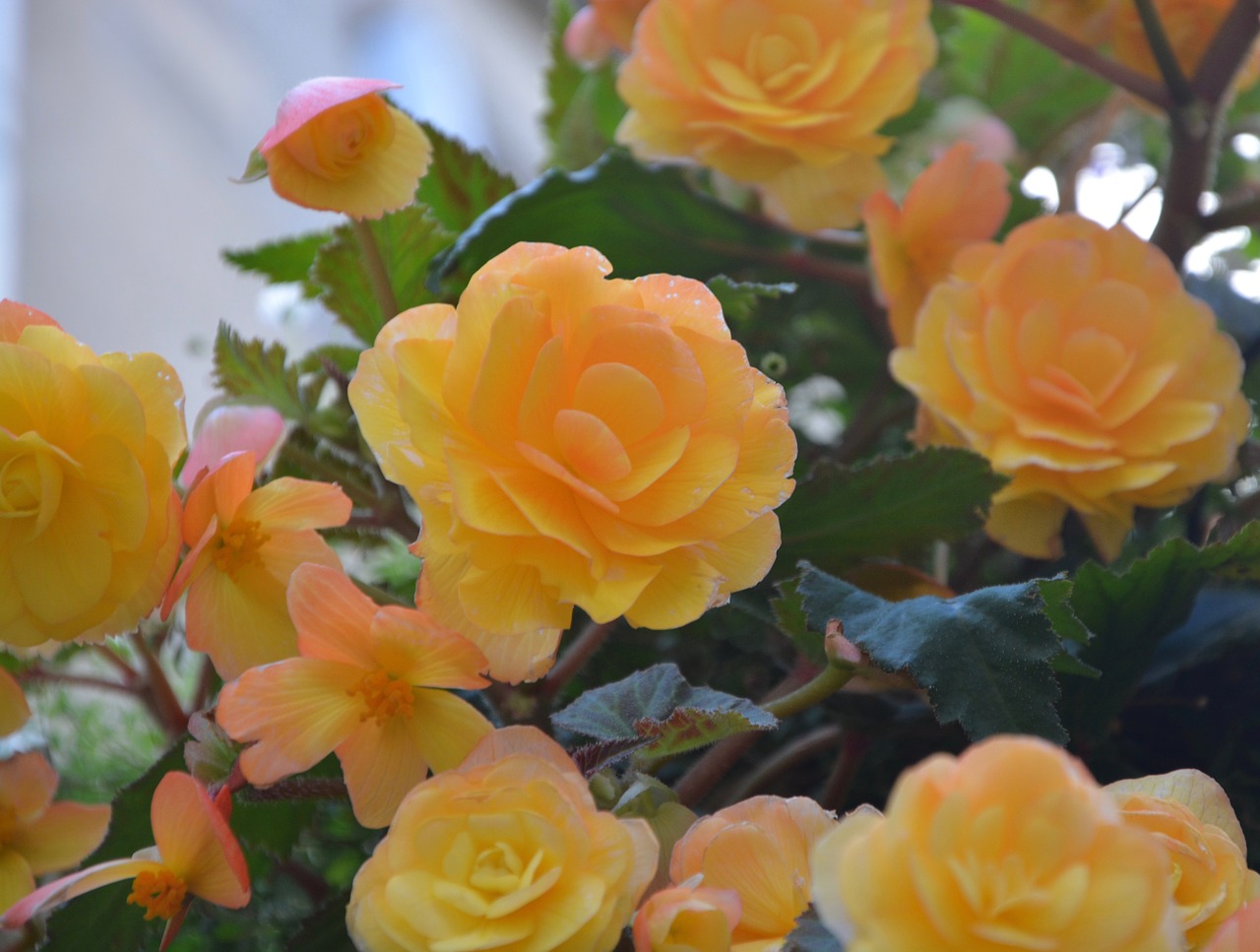 Image - flowers yellow flower bouquet