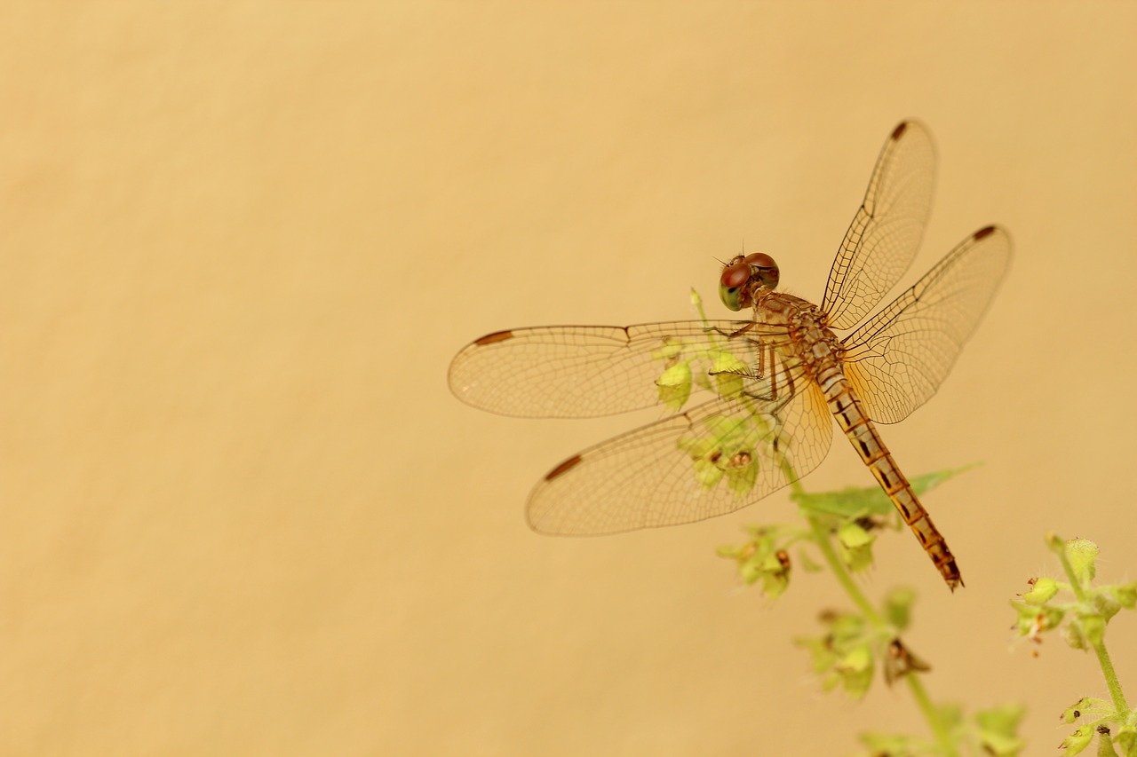 Image - dragonfly yellow flower grass life