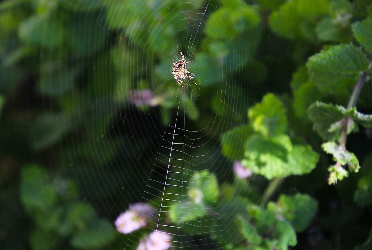 Image - spider web nature insect net