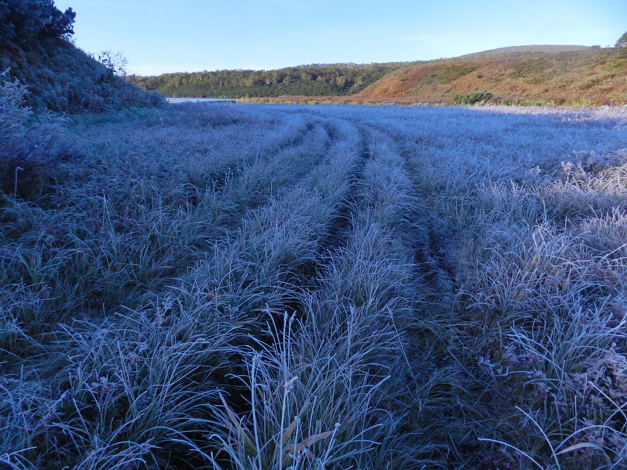 Image - the first frost early autumn