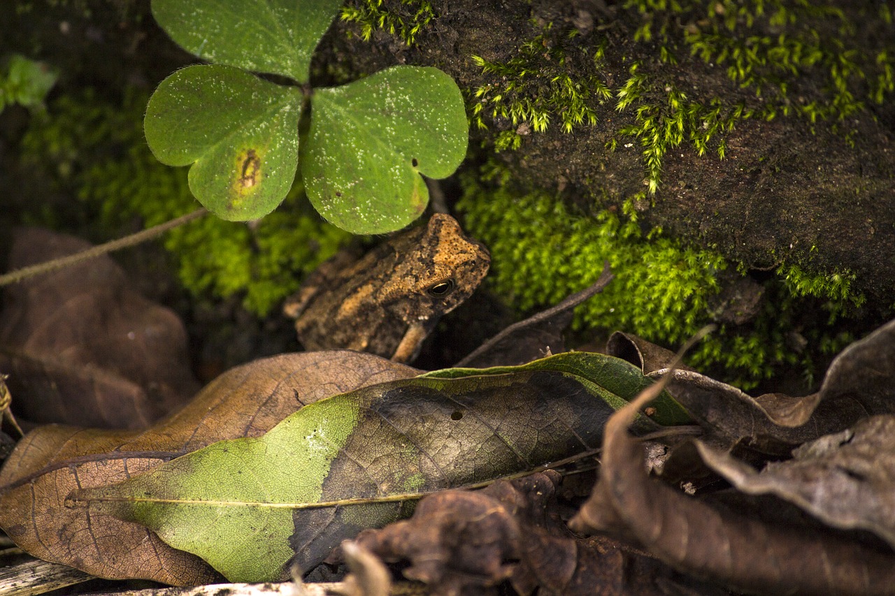 Image - frog rainforest tree frog