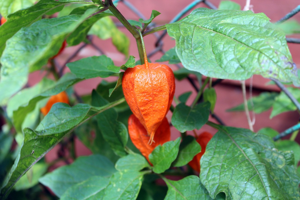 Image - tomatillo nature plant orange