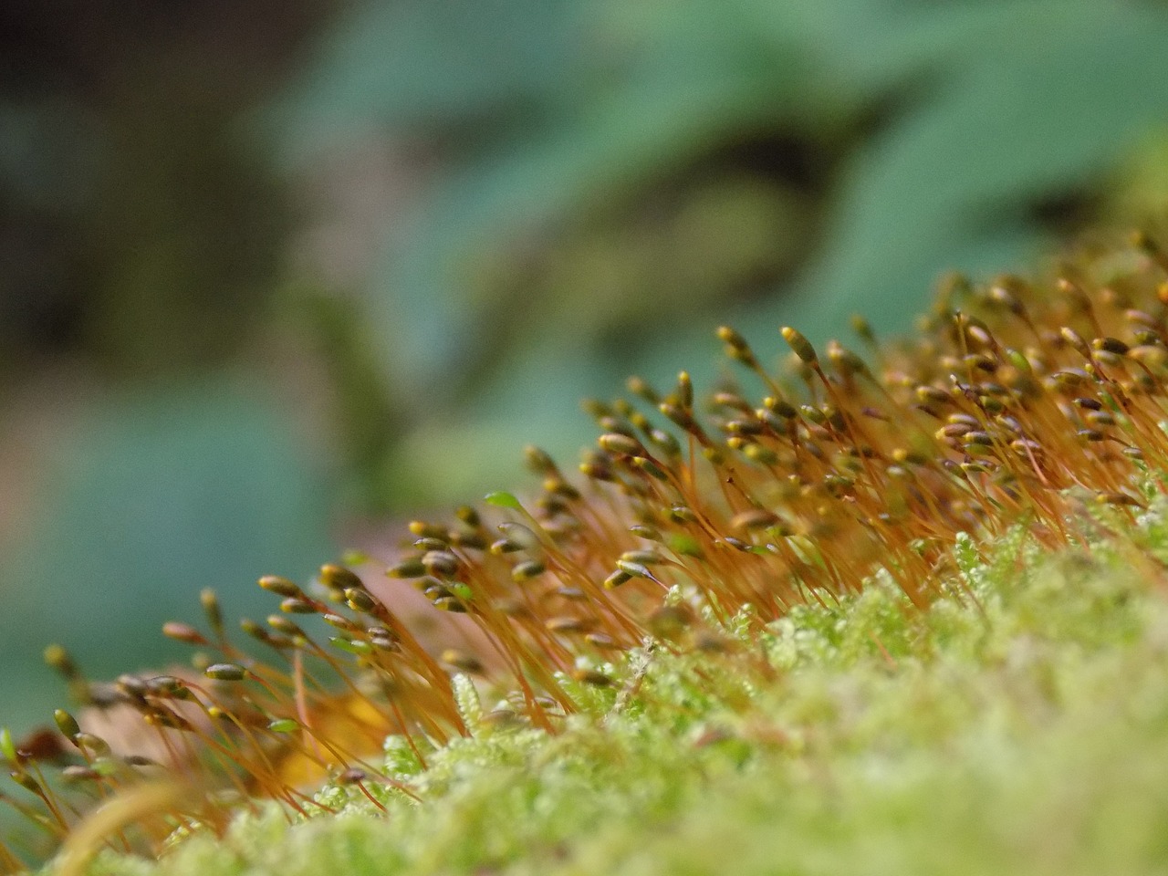 Image - moss macro wet