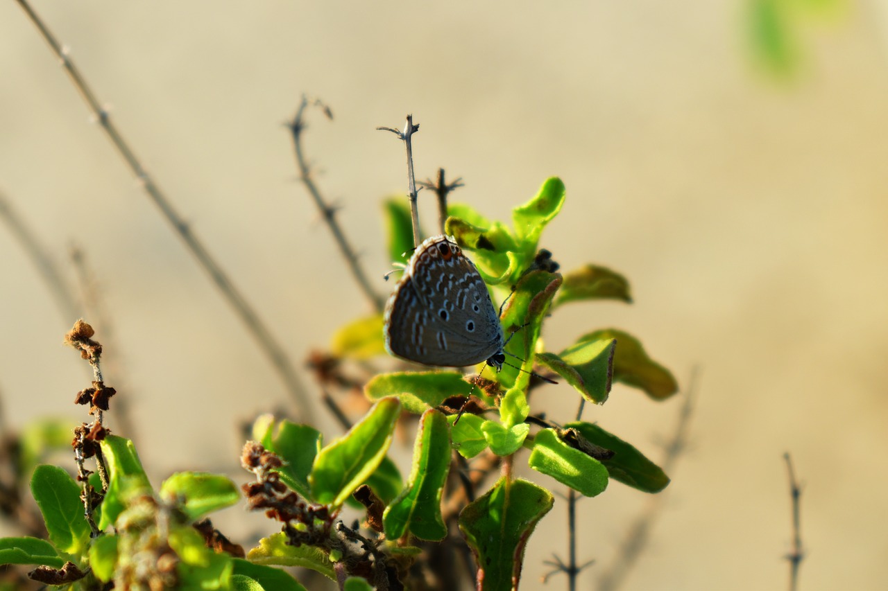 Image - butterfly insect camouflage