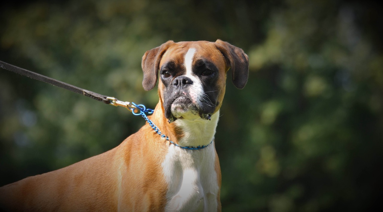 Image - boxer german boxer boxer dogs