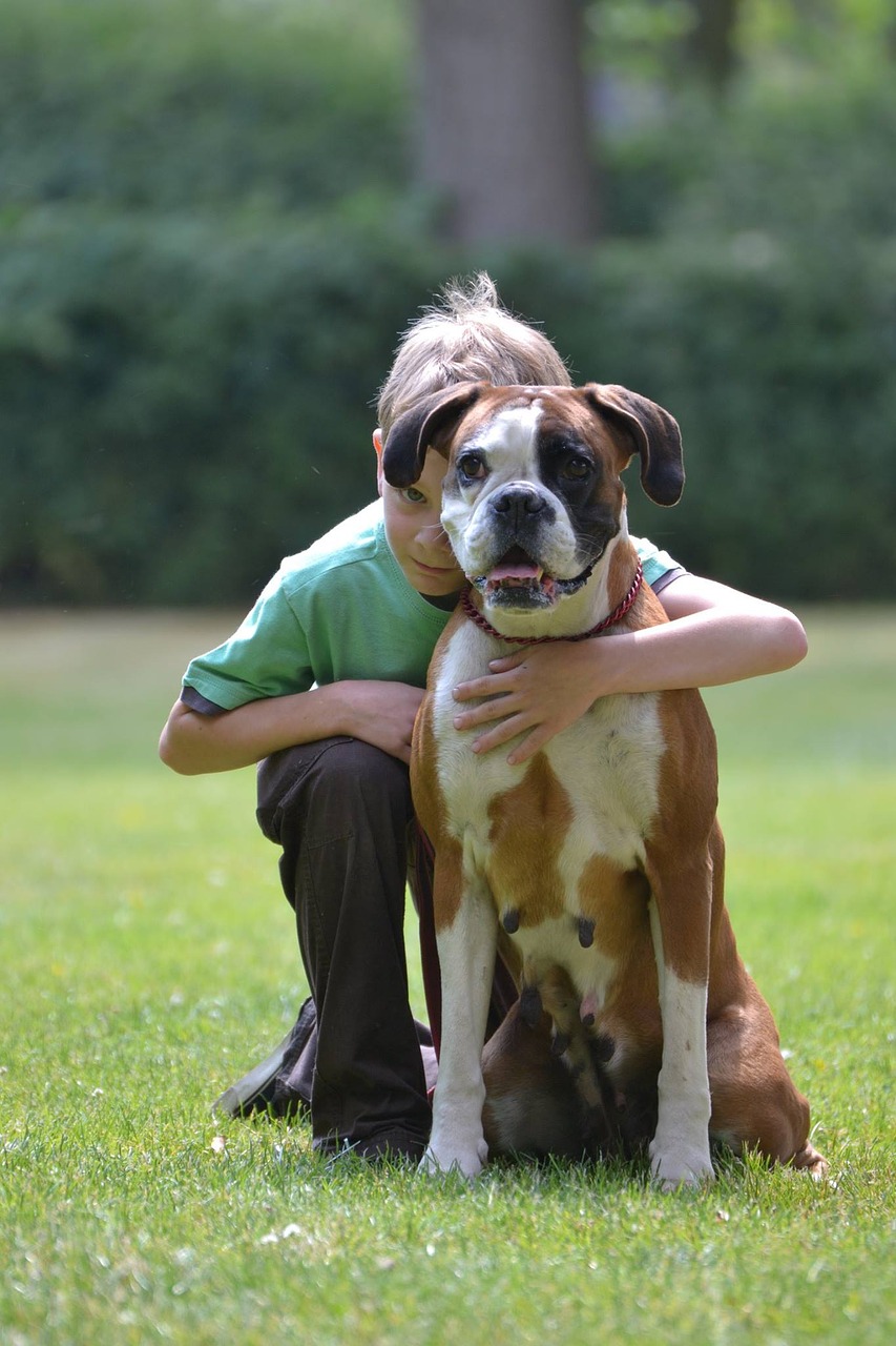 Image - boxer german boxer dog look pet
