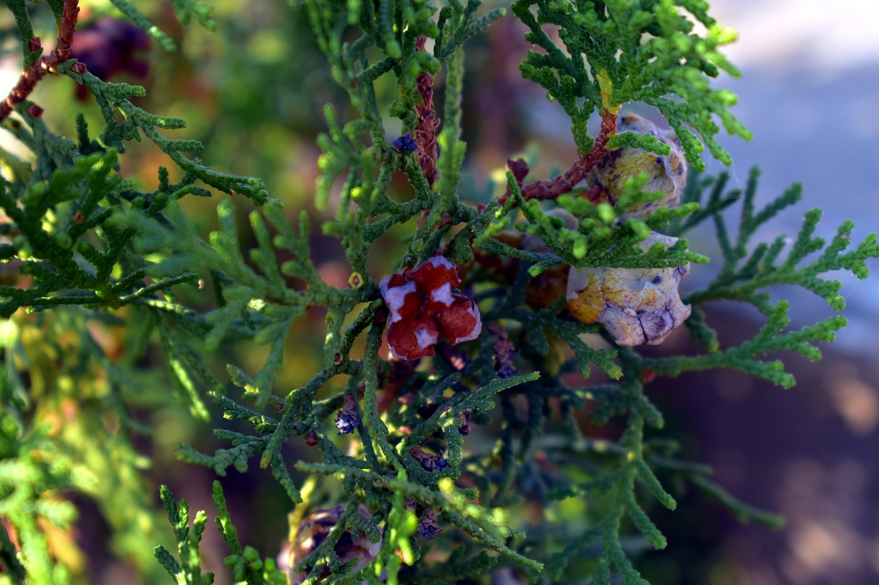 Image - thuja buds thuja plant arborvitaes