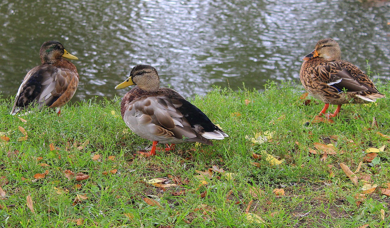 Image - ducks crossword wild birds