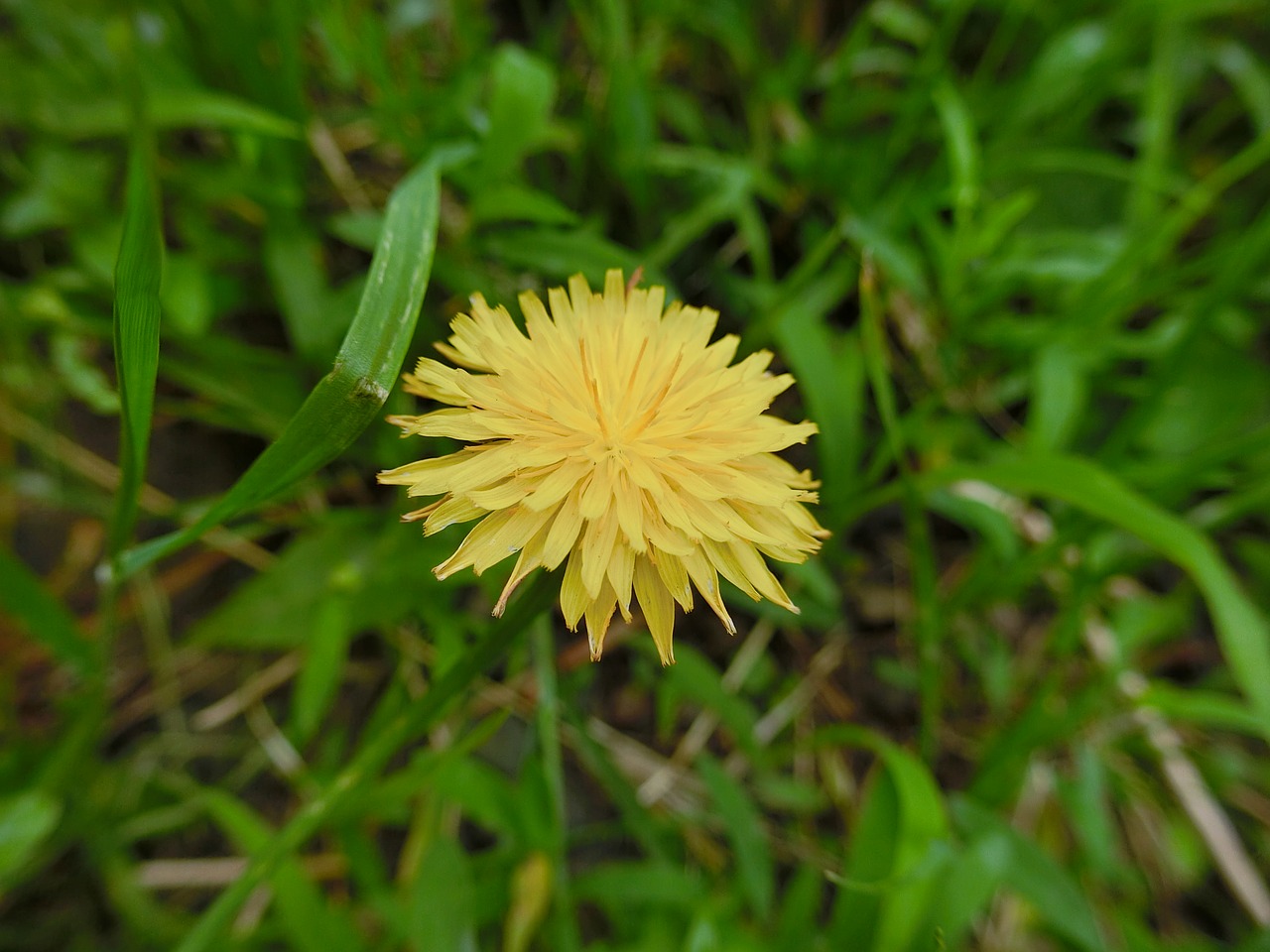 Image - flower dandelion kuhblume latex