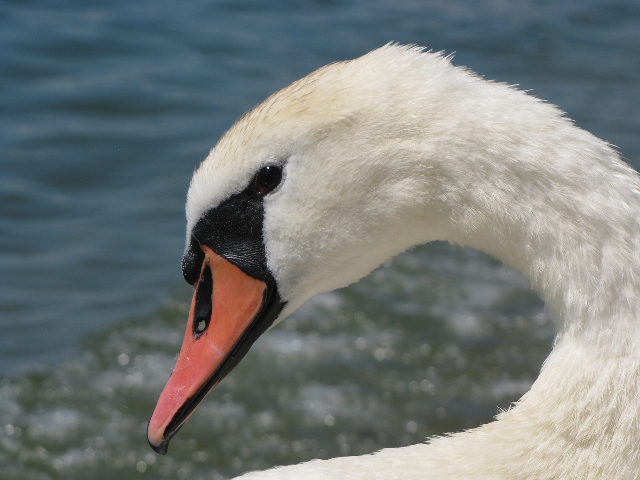 Image - swan head drip pride