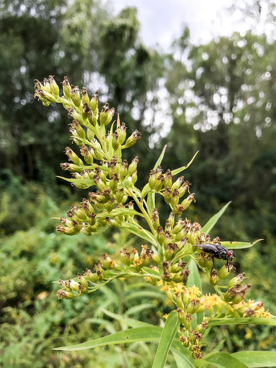 Image - bee hummel wasp fly flowers roses