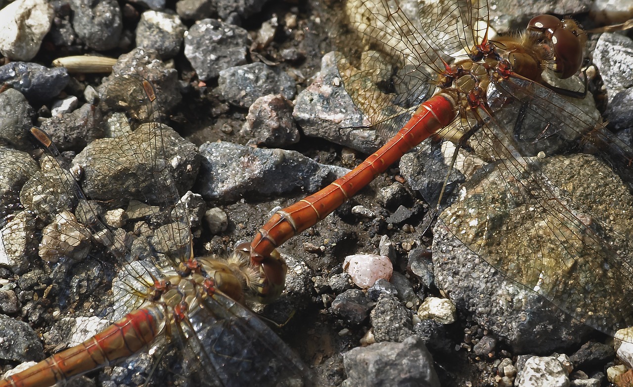 Image - common darter dragonfly odonata