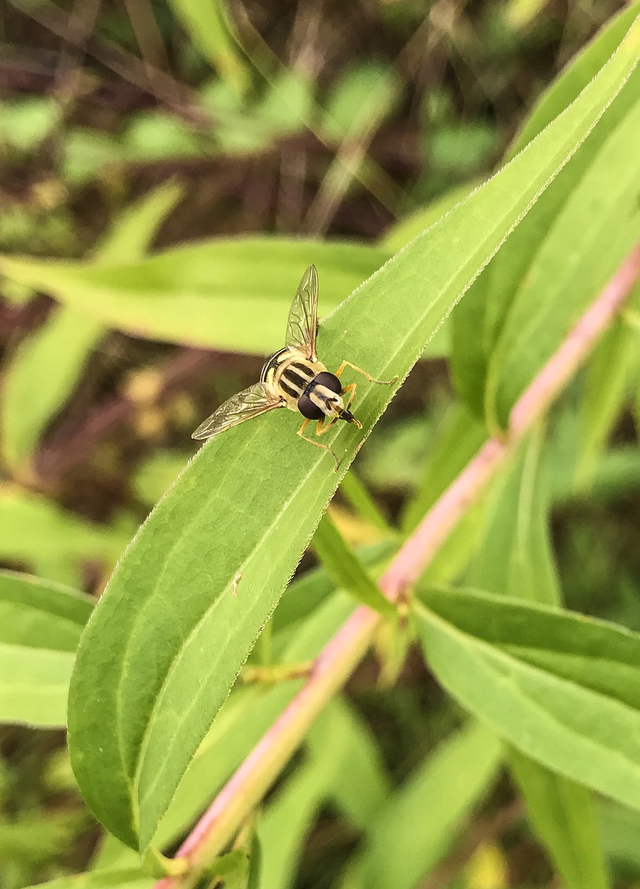 Image - bee wasp animal fly hummel