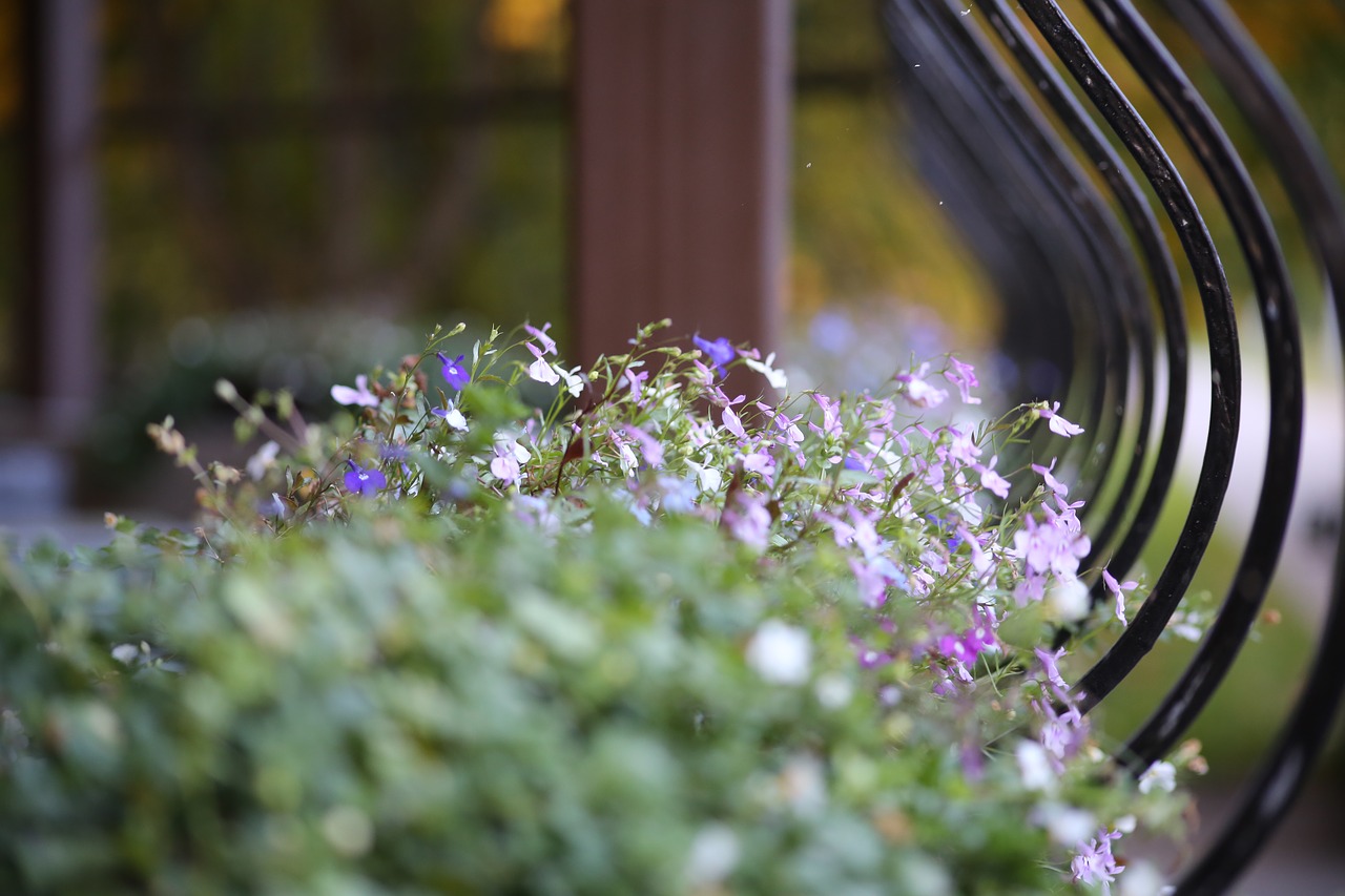 Image - flowers lobelia beds