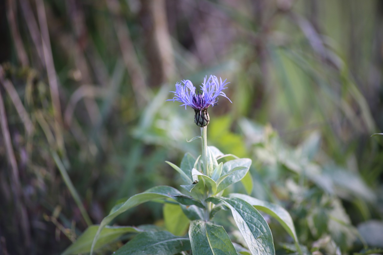 Image - knapweed flower bed bud