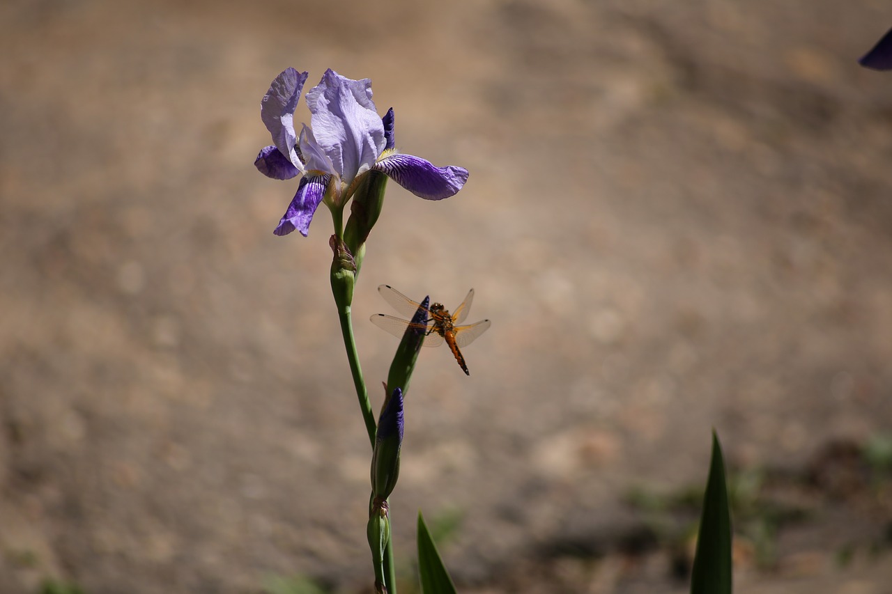 Image - iris dragonfly flower krupnyj plan