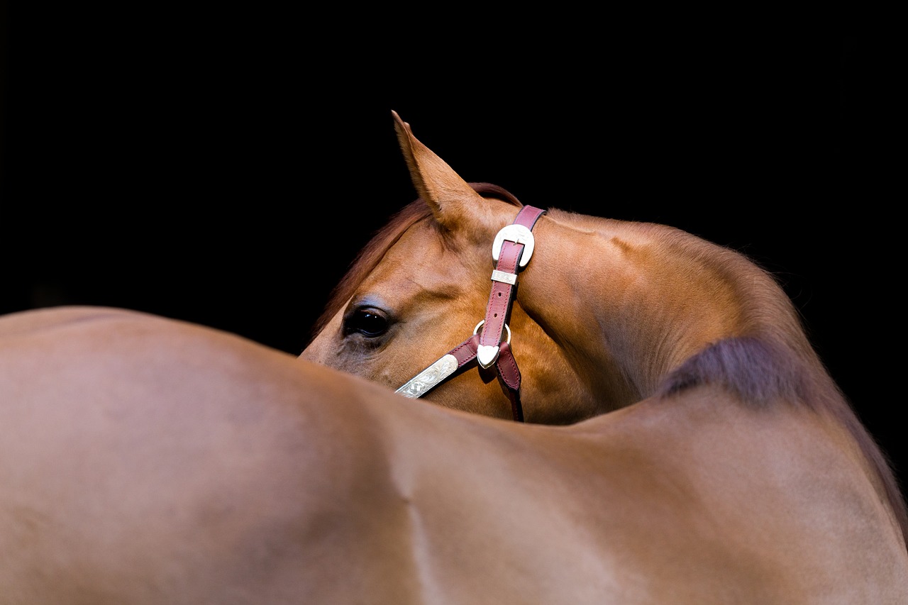 Image - horse with black background quarter