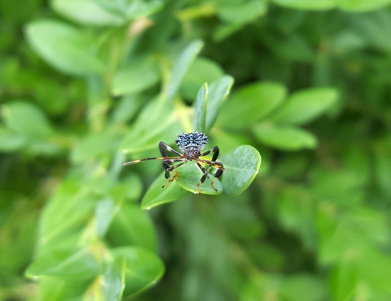 Image - bug assassin nymph insect predator