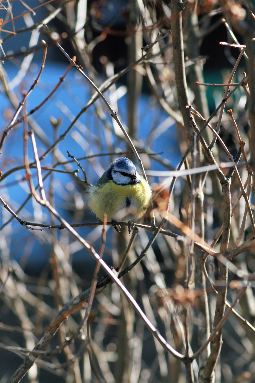 Image - bird blue tit small birds springs