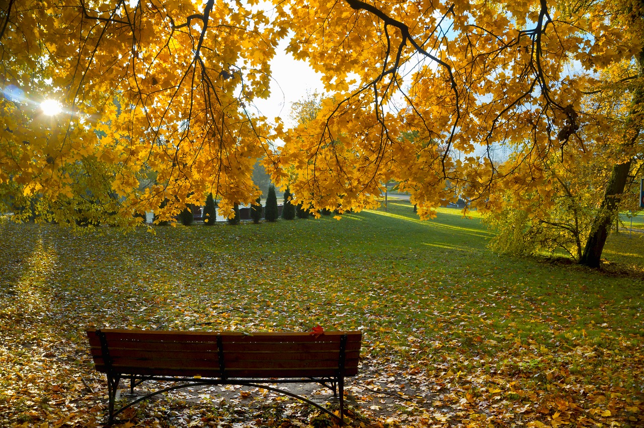 Image - background autumn leaves yellow