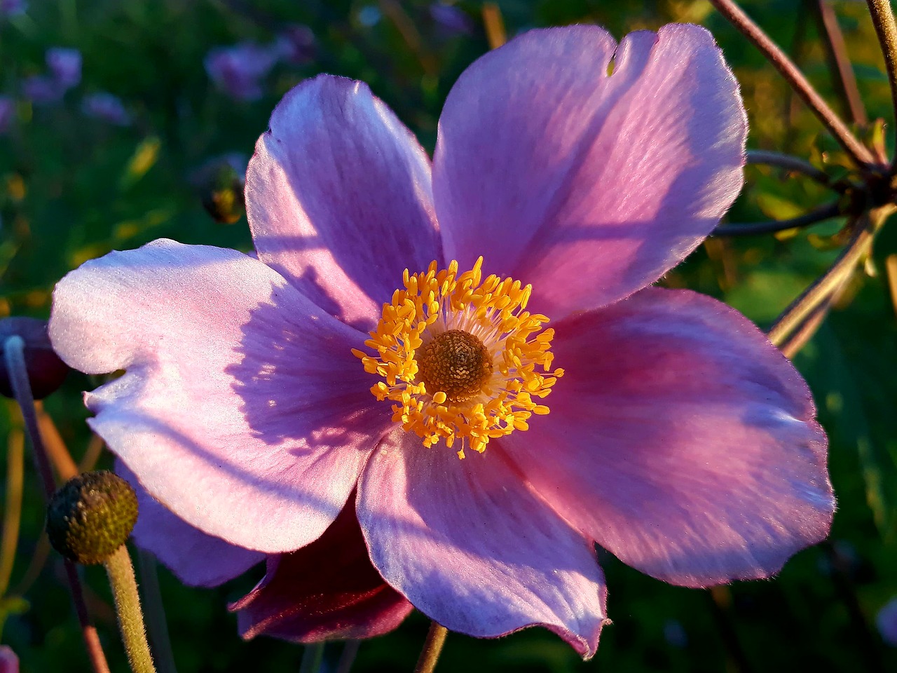 Image - fall anemone anemone autumn flower