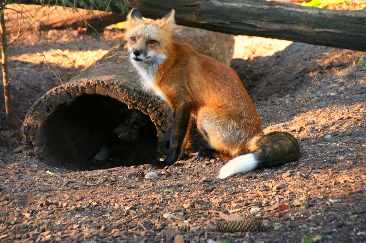 Image - fox red hair creature animal