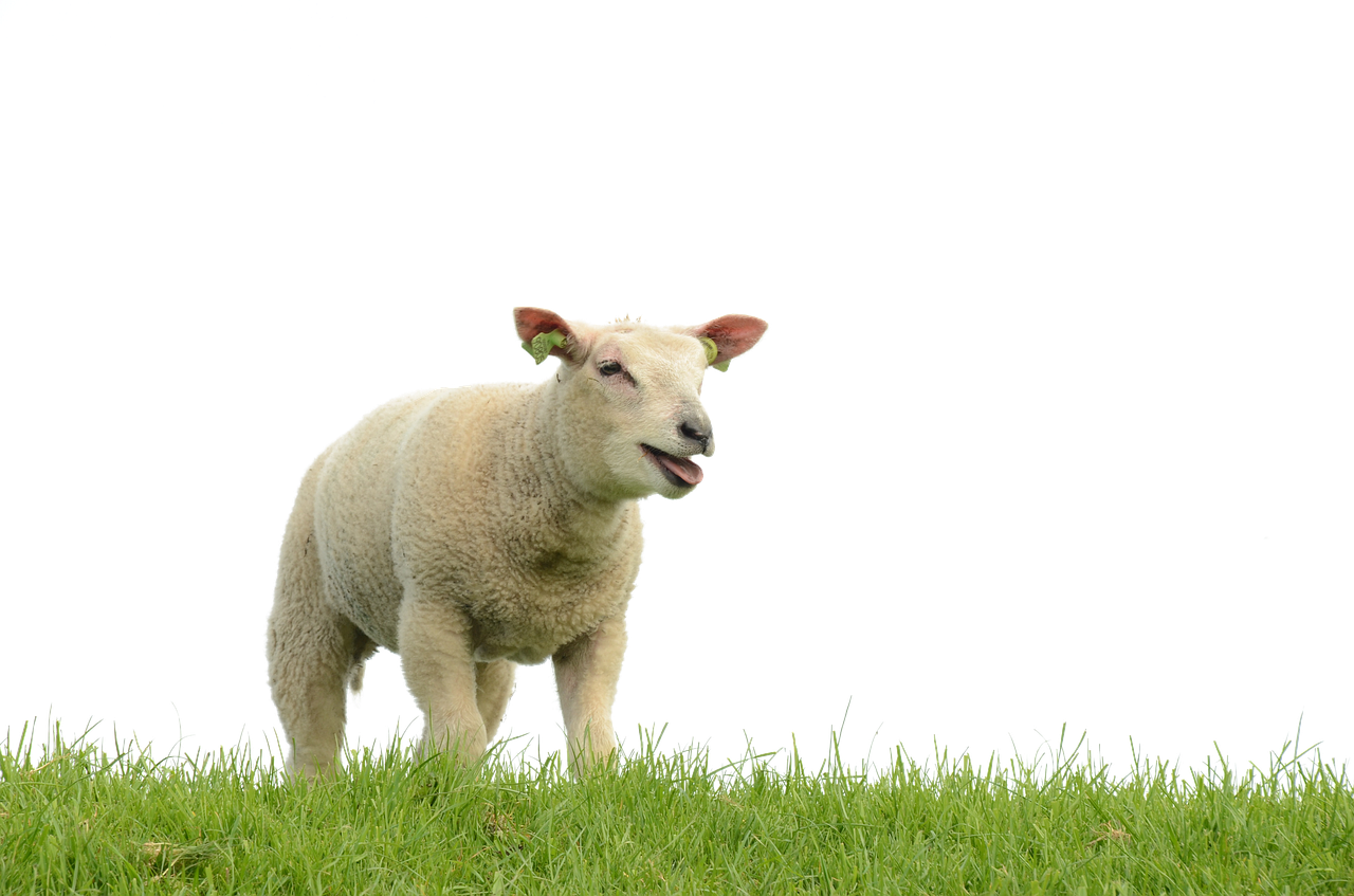 Image - sheep meadow isolated lamb wool