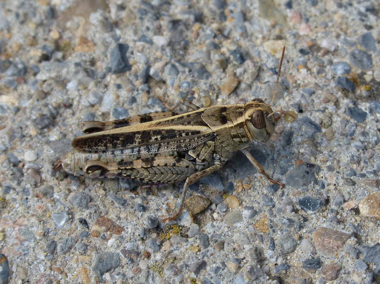 Image - grasshopper lobster detail pyrenees