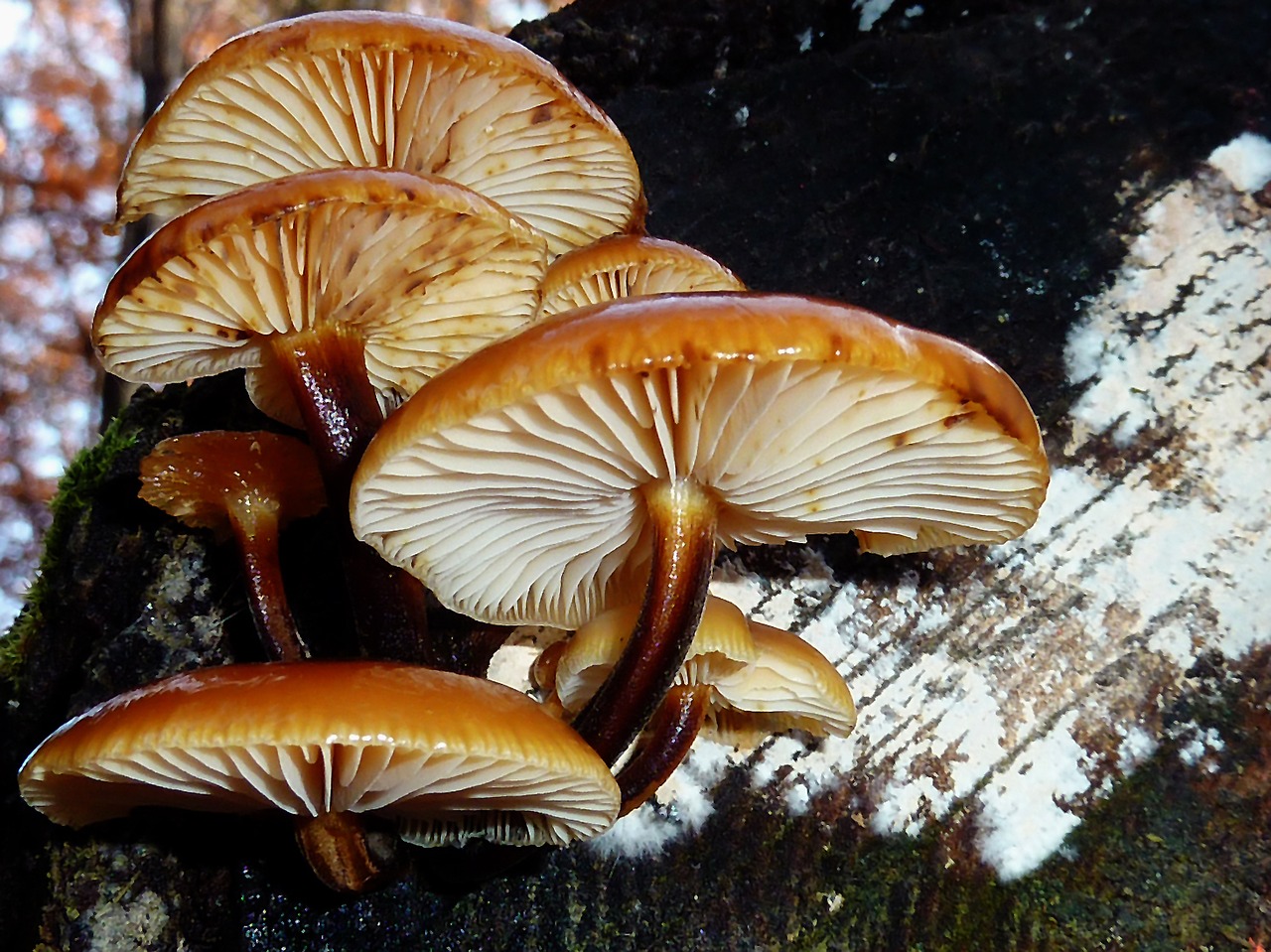 Image - mushrooms forest autumn nature