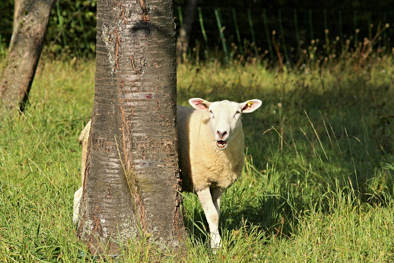 Image - sheep tree landscape nature meadow