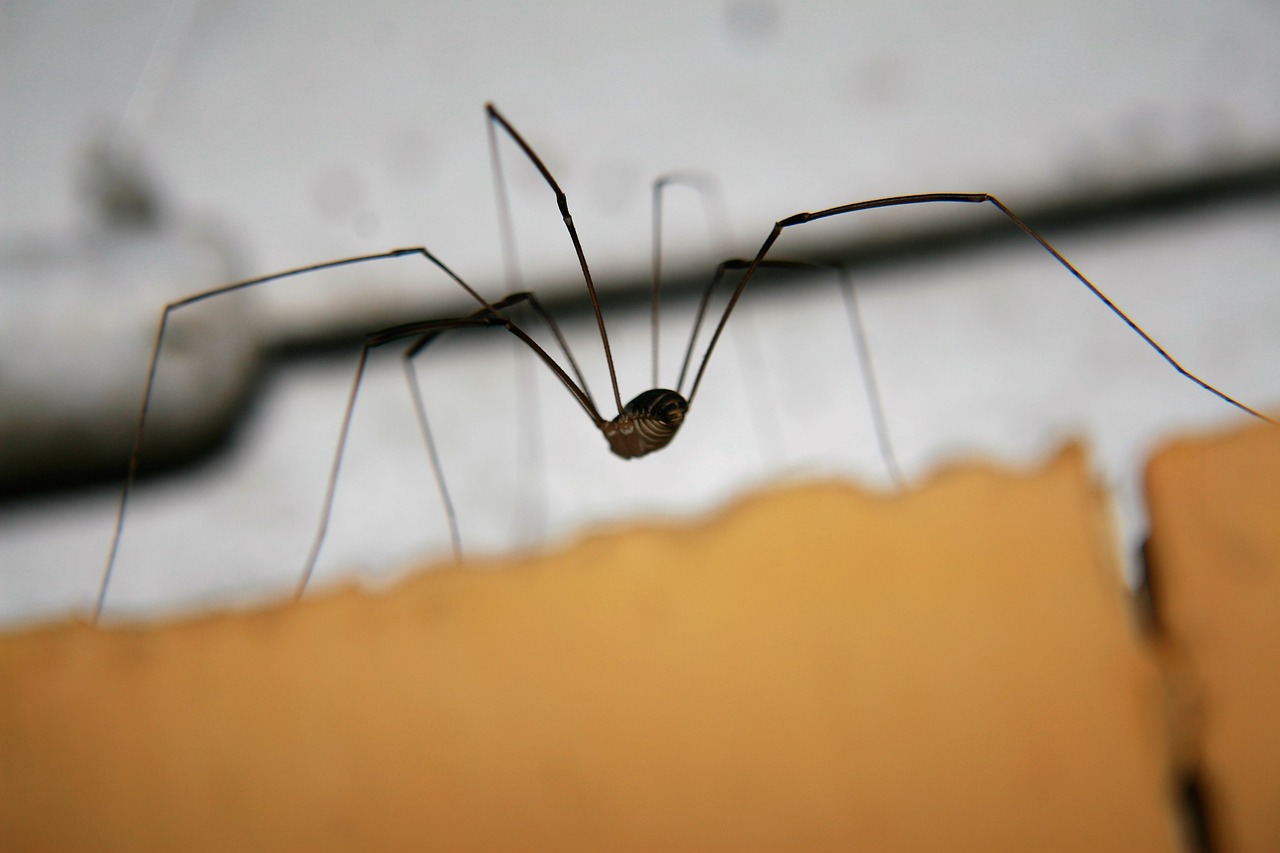 Image - spider macro insect closeup ben