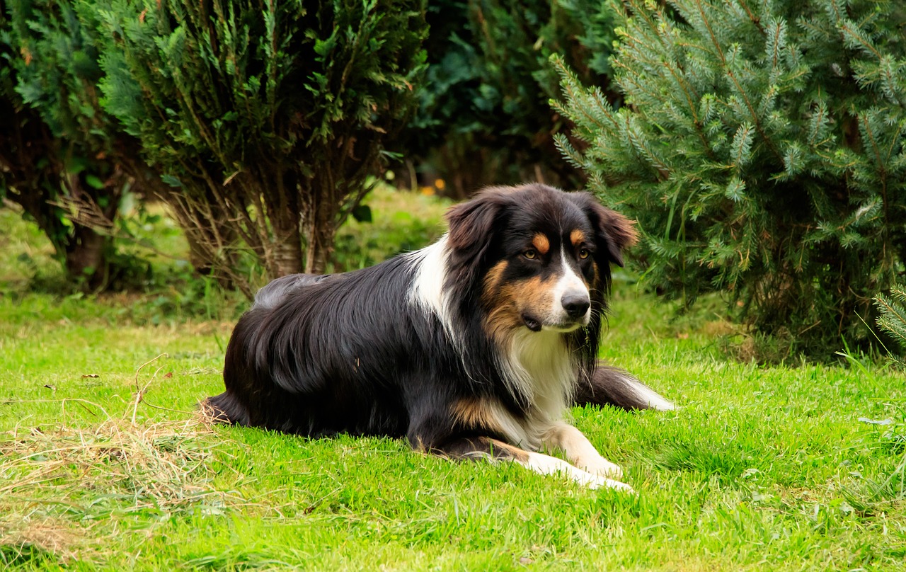 Image - dog herding dog aussi shepherd