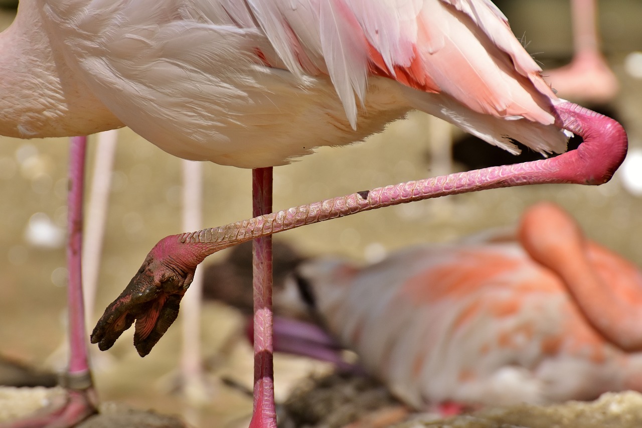 Image - flamingo feet mud bird colorful