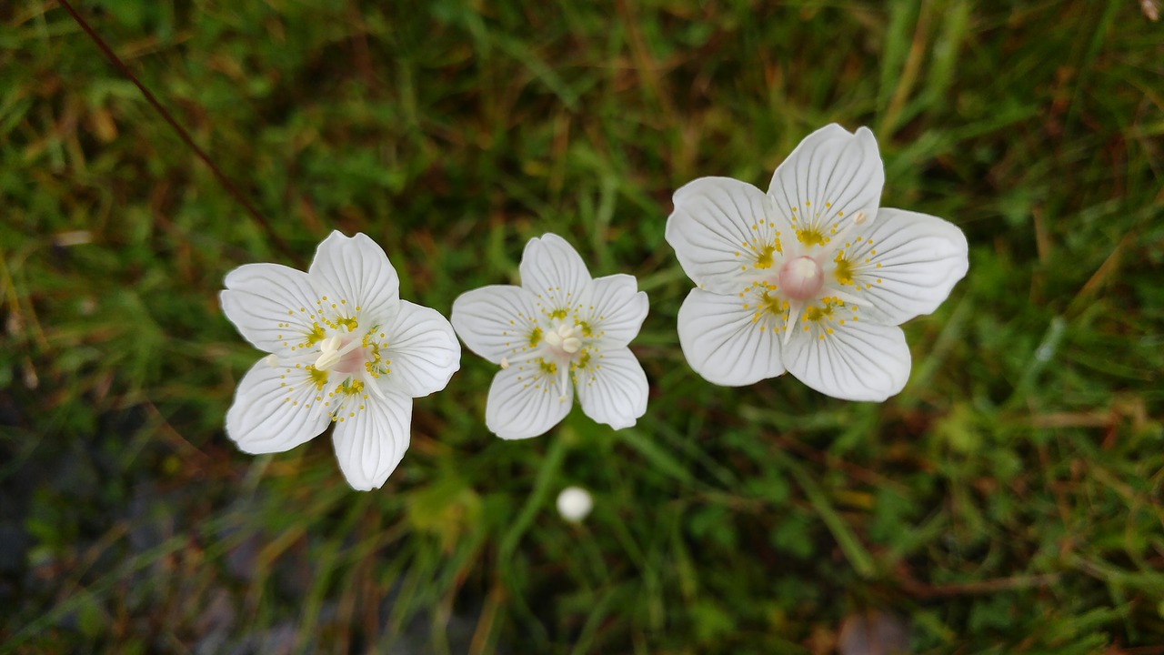 Image - flower wildflower grass of parnassus