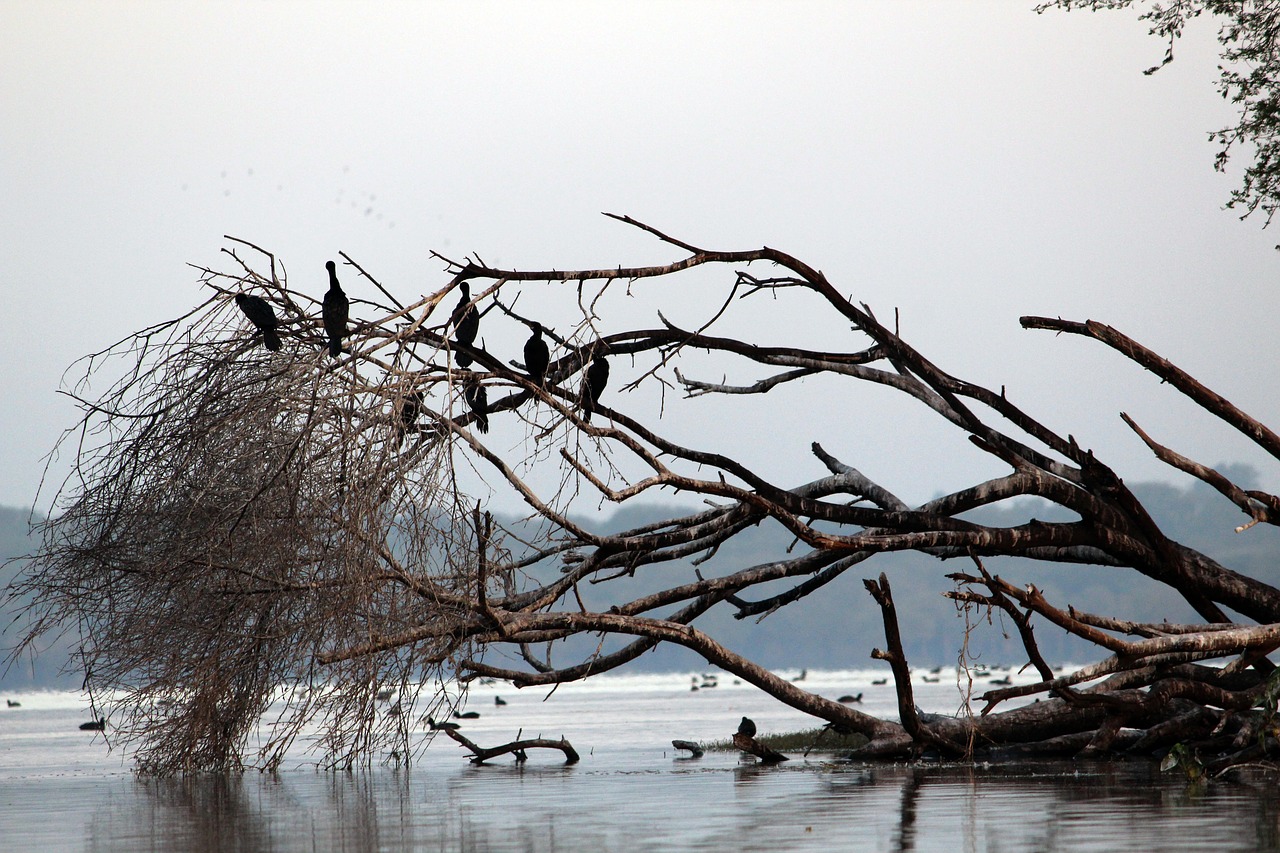 Image - water bird tree nature lake