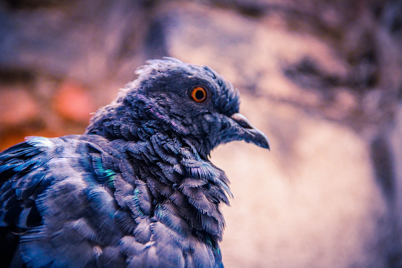 Image - dove bird cold feathers animal