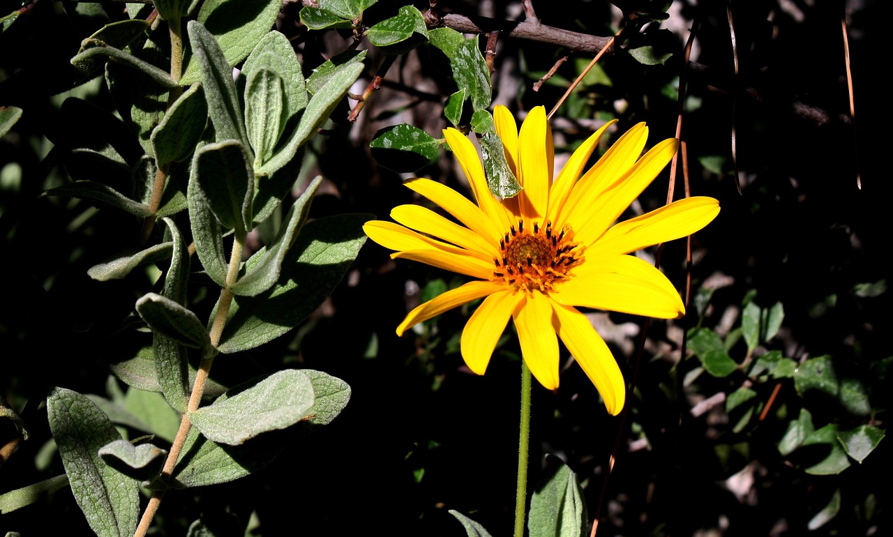 Image - sage garden flowers yellow