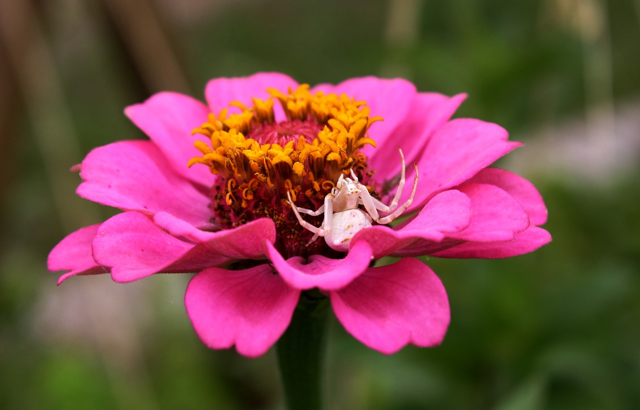 Image - flower white spider garden union